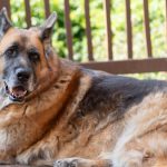 CBD for Our Four-Legged Friends