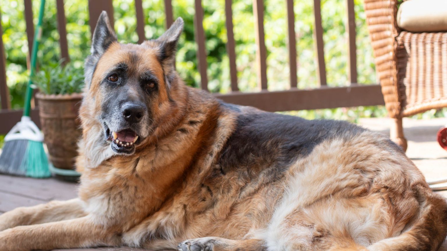 German Shepard Laying in Sun