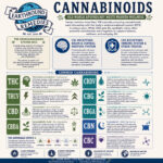 Understanding Cannabinoids: Nature’s Remarkable Compounds
